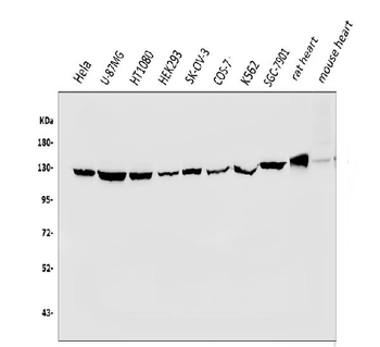 Vinculin/VCL Rabbit Polyclonal Antibody