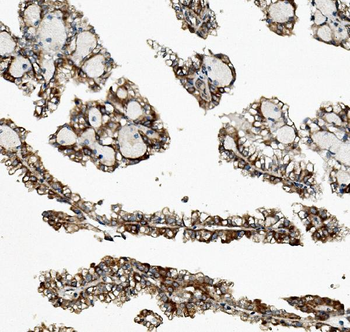 Rex1/ZFP42 Rabbit Polyclonal Antibody