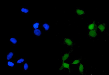 PP2A-alpha/PPP2CA/PP2A Mouse Monoclonal Antibody