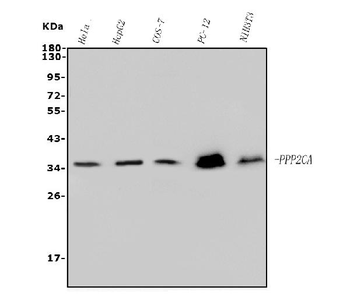PP2A-alpha/PPP2CA/PP2A Mouse Monoclonal Antibody