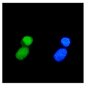 TIF1 gamma/TRIM33 Mouse Monoclonal Antibody