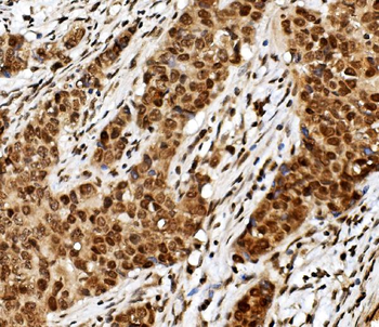 TIF1 gamma/TRIM33 Mouse Monoclonal Antibody
