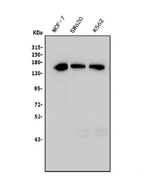 TIF1 gamma/TRIM33 Mouse Monoclonal Antibody
