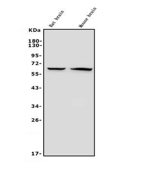 GAD65/GAD2 Mouse Monoclonal Antibody