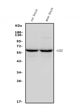 GAD65/GAD2 Mouse Monoclonal Antibody