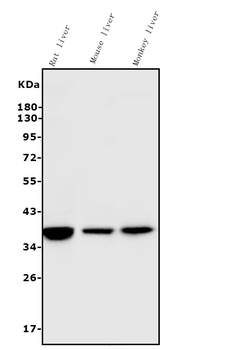 liver Arginase/ARG1 Mouse Monoclonal Antibody
