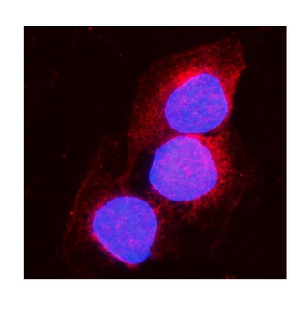 Aconitase 1/ACO1 Rabbit Polyclonal Antibody