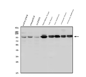 Aconitase 1/ACO1 Rabbit Polyclonal Antibody