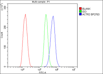 Arp2/ACTR2 Rabbit Polyclonal Antibody