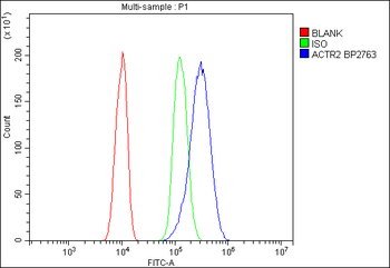 Arp2/ACTR2 Rabbit Polyclonal Antibody