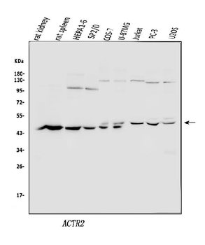 Arp2/ACTR2 Rabbit Polyclonal Antibody