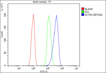Arp3/ACTR3 Rabbit Polyclonal Antibody
