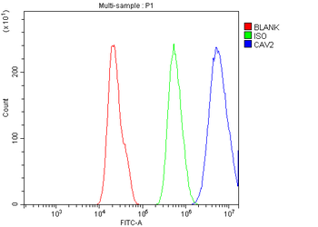 Caveolin-2/CAV2 Rabbit Polyclonal Antibody