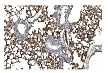 Caveolin-2/CAV2 Rabbit Polyclonal Antibody