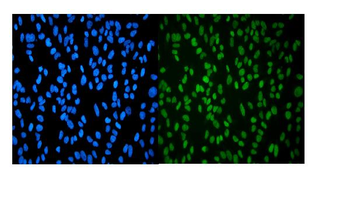 HP1 alpha/CBX5 Rabbit Polyclonal Antibody