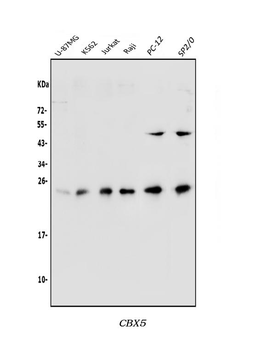 HP1 alpha/CBX5 Rabbit Polyclonal Antibody