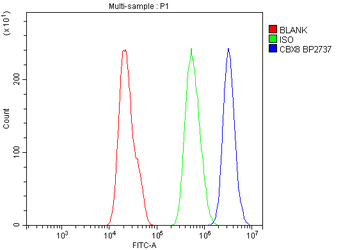 Cbx8 Rabbit Polyclonal Antibody