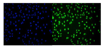 Cbx8 Rabbit Polyclonal Antibody