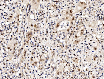 Cbx8 Rabbit Polyclonal Antibody