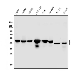 Cbx8 Rabbit Polyclonal Antibody