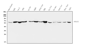 CYP27A1 Rabbit Polyclonal Antibody