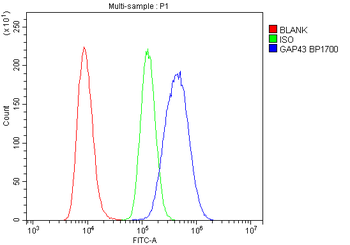GAP43 Rabbit Polyclonal Antibody