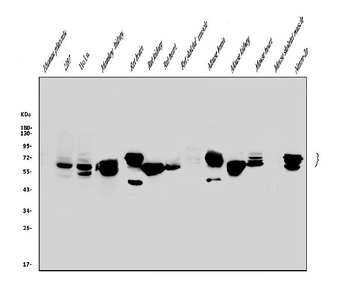 Glutaminase/GLS Rabbit Polyclonal Antibody