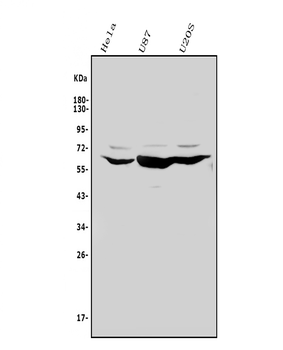 Glypican 5/GPC5 Rabbit Polyclonal Antibody
