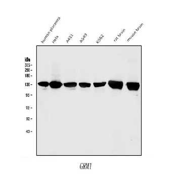 mGluR1/GRM1 Rabbit Polyclonal Antibody