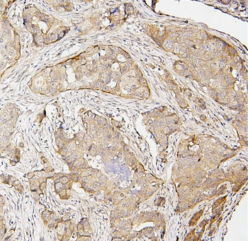 IRF3 Rabbit Polyclonal Antibody