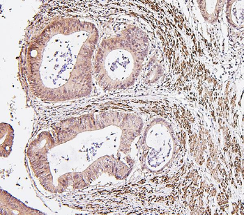 IRF3 Rabbit Polyclonal Antibody