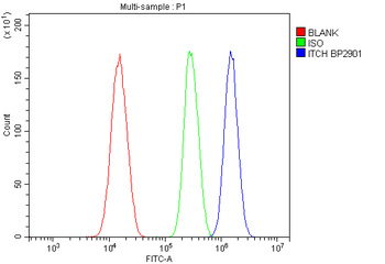 ITCH/AIP4 Rabbit Polyclonal Antibody