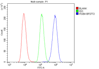 Integrin beta 4/ITGB4 Rabbit Polyclonal Antibody