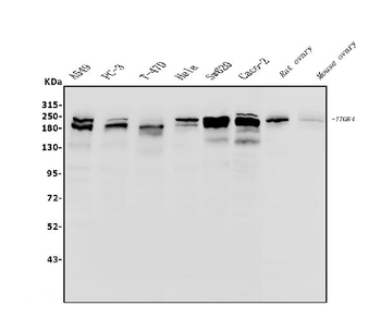 Integrin beta 4/ITGB4 Rabbit Polyclonal Antibody