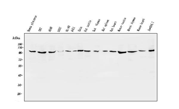 ApoER2/LRP8 Rabbit Polyclonal Antibody