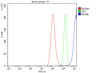 MCM6 Rabbit Polyclonal Antibody