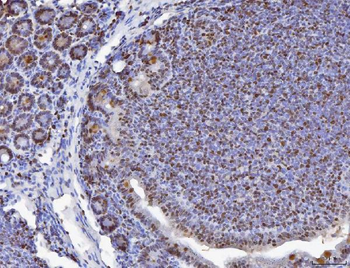 MCM6 Rabbit Polyclonal Antibody
