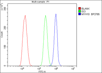 non-muscle Myosin IIB/MYH10 Rabbit Polyclonal Antibody