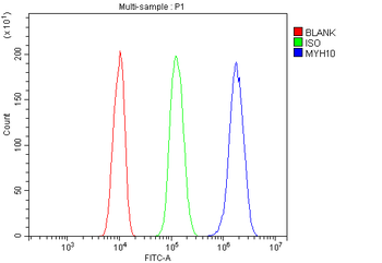 non-muscle Myosin IIB/MYH10 Rabbit Polyclonal Antibody