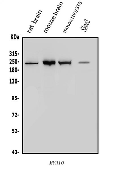 non-muscle Myosin IIB/MYH10 Rabbit Polyclonal Antibody