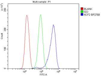 NOXA2/p67phox/NCF2 Rabbit Polyclonal Antibody