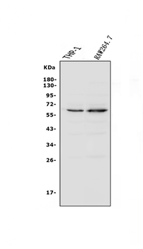 NOXA2/p67phox/NCF2 Rabbit Polyclonal Antibody