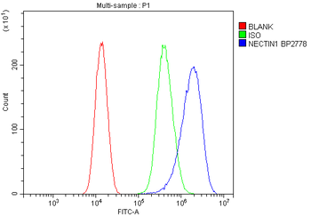 PVRL1/NECTIN1 Rabbit Polyclonal Antibody