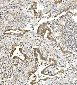 PVRL1/NECTIN1 Rabbit Polyclonal Antibody