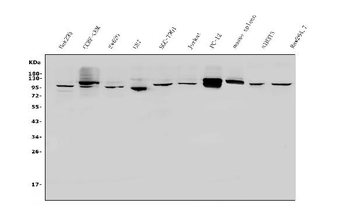 PVRL1/NECTIN1 Rabbit Polyclonal Antibody