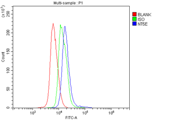 CD73/Nt5e Rabbit Polyclonal Antibody