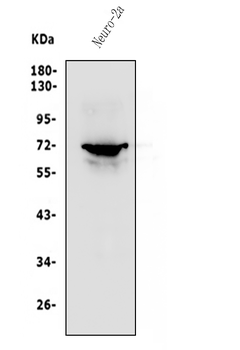 P2RX7 Rabbit Polyclonal Antibody