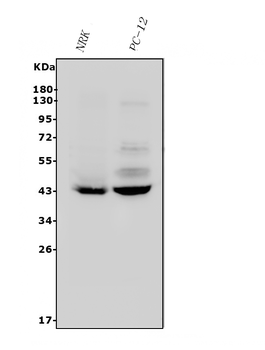 P2Y14/P2ry14 Rabbit Polyclonal Antibody