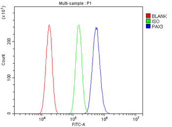 PAX3 Rabbit Polyclonal Antibody