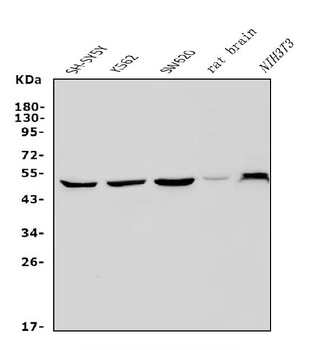 PAX3 Rabbit Polyclonal Antibody